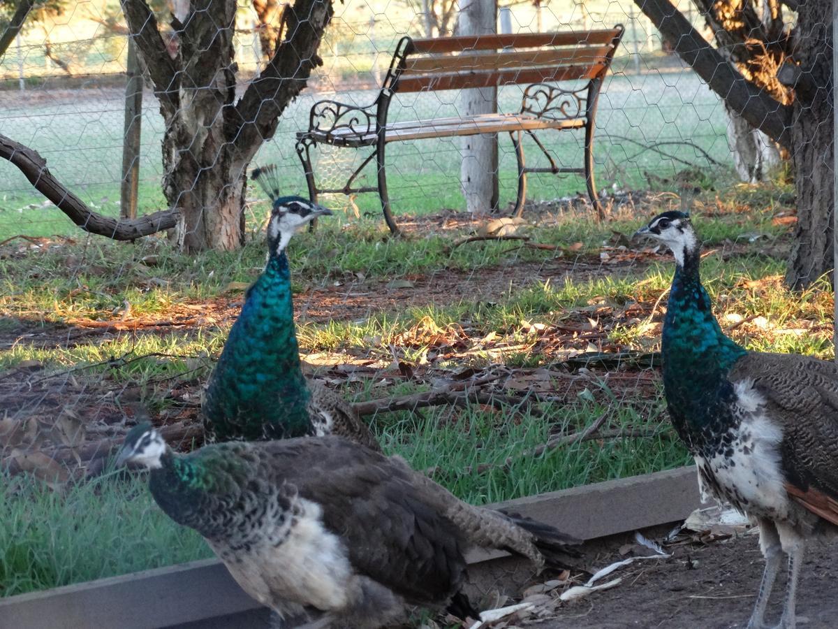 Ripples N Tonic Farmstay Ventnor Exterior photo